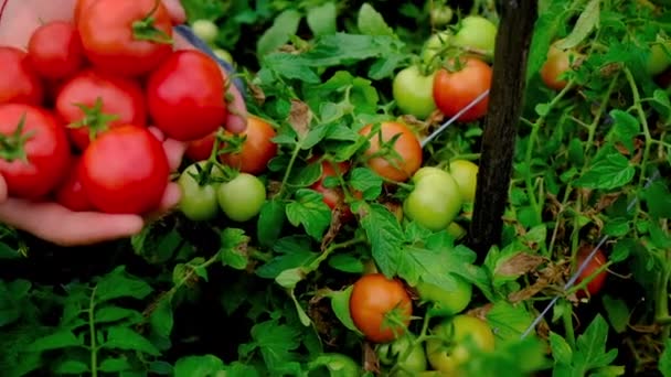 男の農家は庭でトマトを収穫している。選択的焦点. — ストック動画