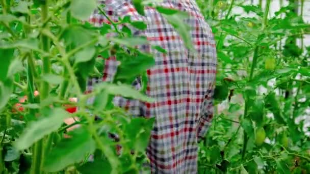 사람 농부는 정원에서 토마토를 수확하고 있다. 선택적 초점. — 비디오
