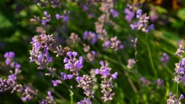 Bahçede çiçek açan lavantalar. Seçici odak.