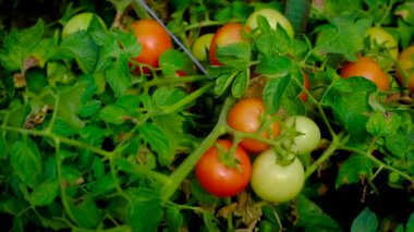 Bir çocuk bahçede domates hasat eder. Seçici odak.