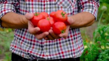 Çiftçi adam bahçede domates topluyor. Seçici odak.