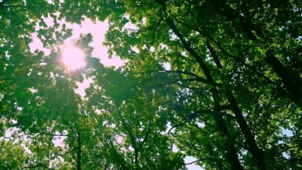 Rayos del sol sobre las hojas de un árbol. Enfoque selectivo. — Vídeos de Stock