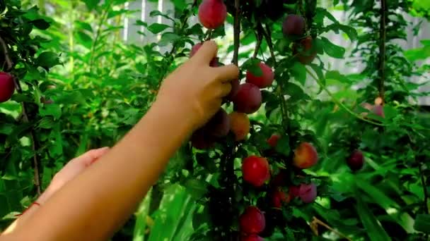 A child is picking plums in the garden. Selective focus. — Stock Video