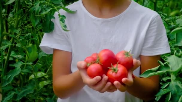 Een kind oogst tomaten in de tuin. Selectieve focus. — Stockvideo