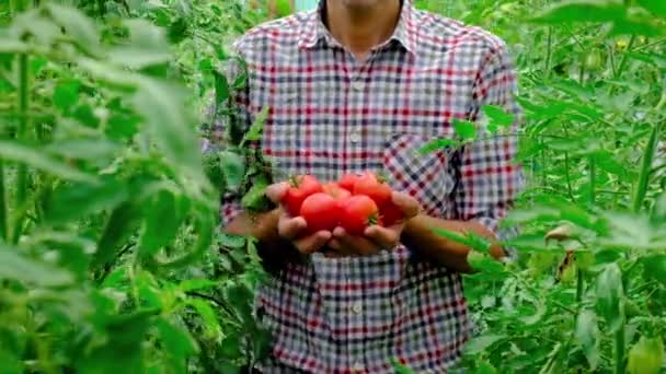 El hombre agricultor está cosechando tomates en el jardín. Enfoque selectivo. — Vídeos de Stock