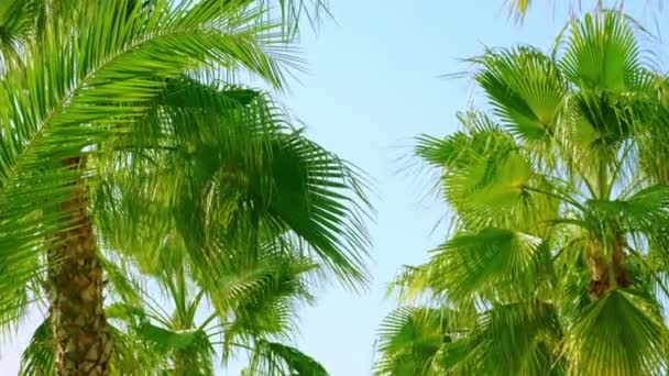 Palmové listy proti obloze. Selektivní zaměření. — Stock video