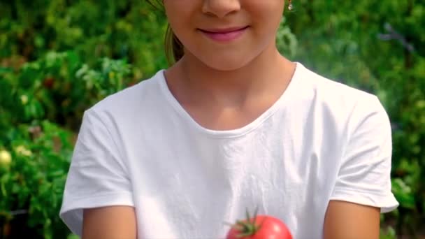 Un niño cosecha tomates en el jardín. Enfoque selectivo. — Vídeos de Stock