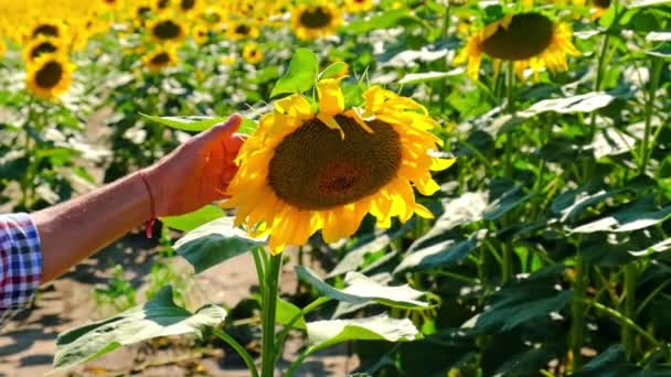 A man looks at sunflowers in a field. Selective focus. — Stock Video