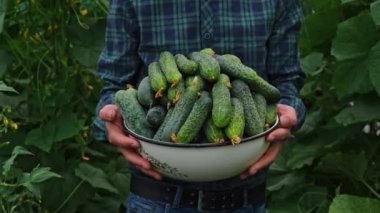 Salatalık hasadı erkek bir çiftçinin ellerinde. Seçici odak.