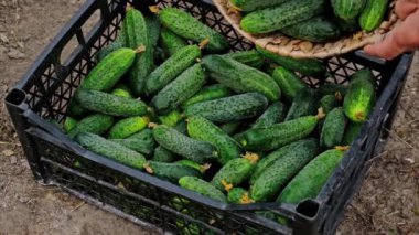 Evcil salatalık hasadı. Seçici odak.