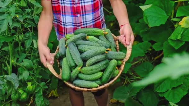 收集儿童手中的家庭黄瓜。有选择的重点. — 图库视频影像