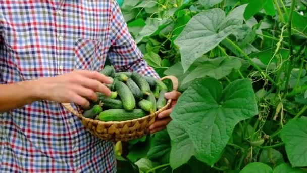 黄瓜的收获掌握在一位男性农民手中.有选择的重点. — 图库视频影像