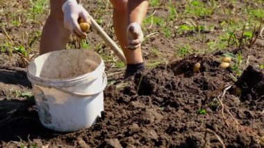 İnsanlar bahçede patates hasat ediyorlar. Seçici odaklanma. Yaz.