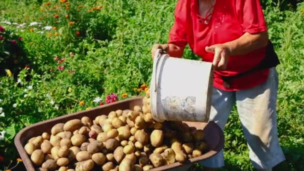 İnsanlar bahçede patates hasat ediyorlar. Seçici odak. — Stok video