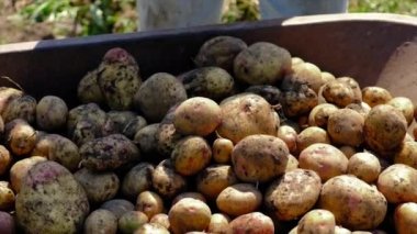 İnsanlar bahçede patates hasat ediyorlar. Seçici odak.
