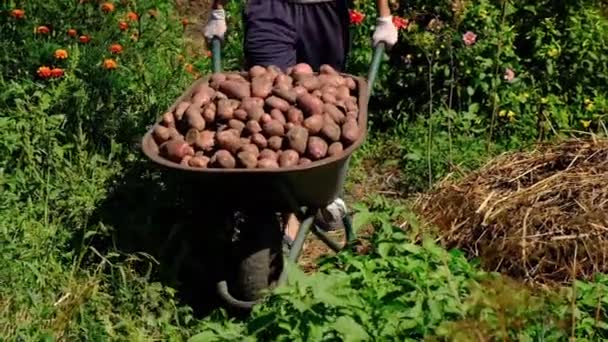 Mensen oogsten aardappelen in de tuin. Selectieve focus. — Stockvideo