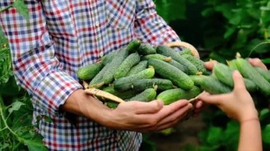 Bir çocuk ve bir adamın ellerinde salatalık hasat et. Seçici odak.