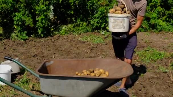 Люди собирают картошку в саду. Селективный фокус. — стоковое видео