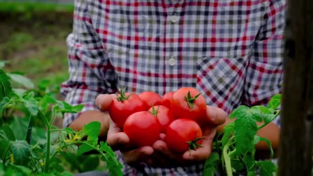 Hodowca zbiera pomidory w ogrodzie. Skupienie selektywne. — Wideo stockowe