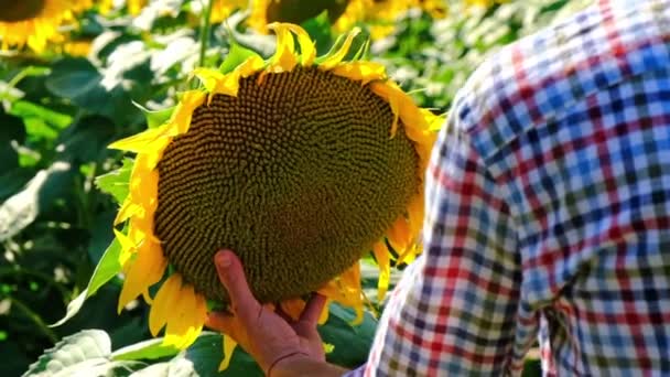 Un homme regarde des tournesols dans un champ. Concentration sélective. — Video