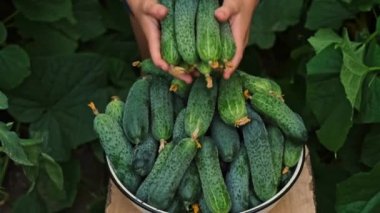 Bir çocuk ve bir adamın ellerinde salatalık hasat et. Seçici odak.