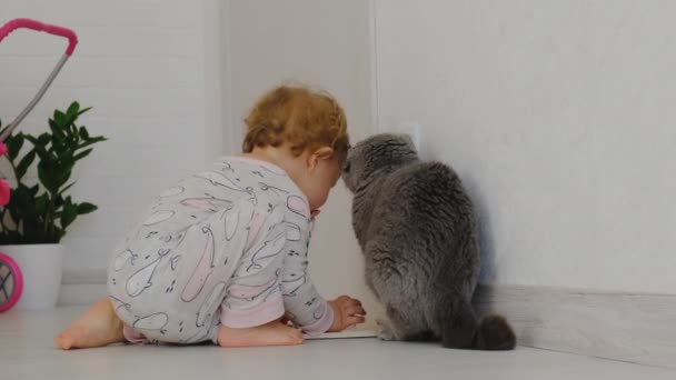 Il bambino sta giocando con il gatto. Focus selettivo. — Video Stock