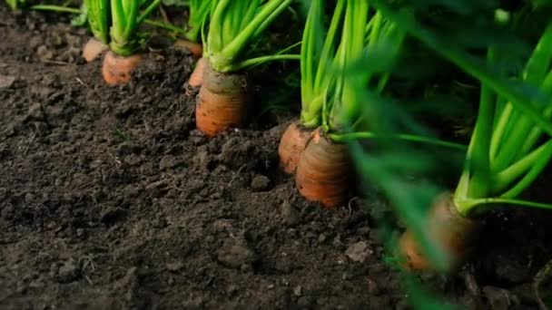Las zanahorias crecen en el jardín. Enfoque selectivo. — Vídeos de Stock