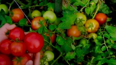 Bir çocuk bahçede domates hasat eder. Seçici odak.