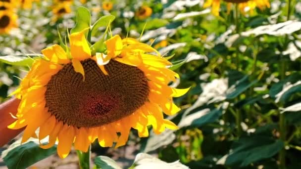 Un homme regarde des tournesols dans un champ. Concentration sélective. — Video