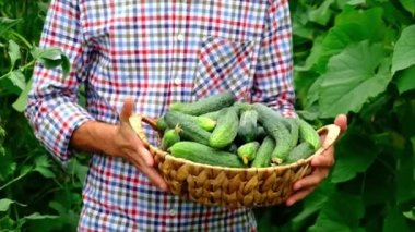 Salatalık hasadı erkek bir çiftçinin ellerinde. Seçici odak.