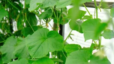 Salatalık hasadı erkek bir çiftçinin ellerinde. Seçici odak.