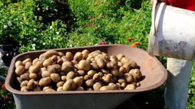 İnsanlar bahçede patates hasat ediyorlar. Seçici odak.