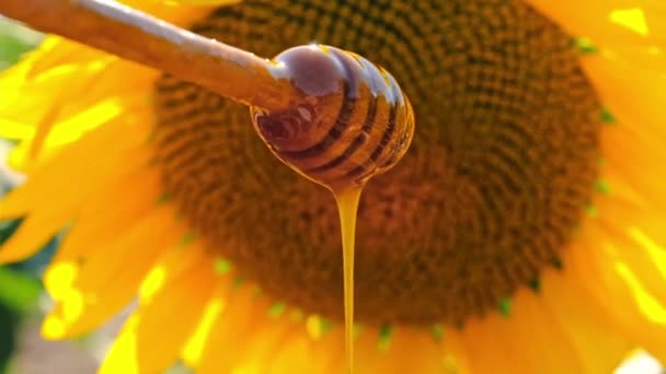 Мед из цветов подсолнуха в поле. Селективный фокус. — стоковое видео