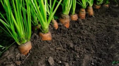 Havuçlar bahçede yetişir. Seçici odak.