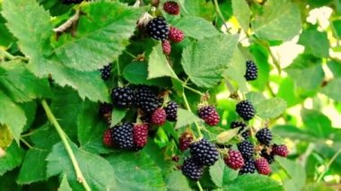 Bahçede böğürtlen hasadı. Seçici odak.