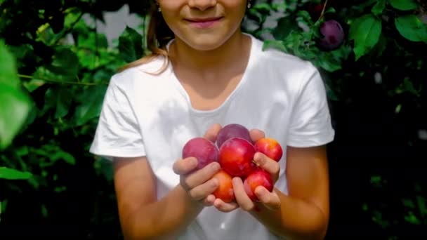 子供が庭で梅を摘んでいる。選択的焦点. — ストック動画