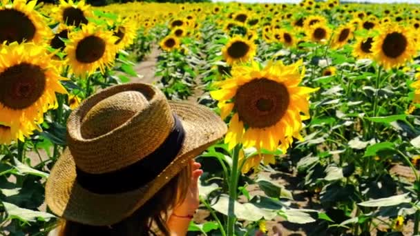 Un enfant dans un champ de tournesols. Concentration sélective . — Video