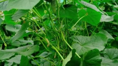 Salatalık hasadı erkek bir çiftçinin ellerinde. Seçici odak.