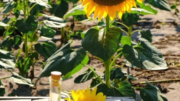 Sonnenblumenöl auf dem Feld. Selektiver Fokus. — Stockvideo