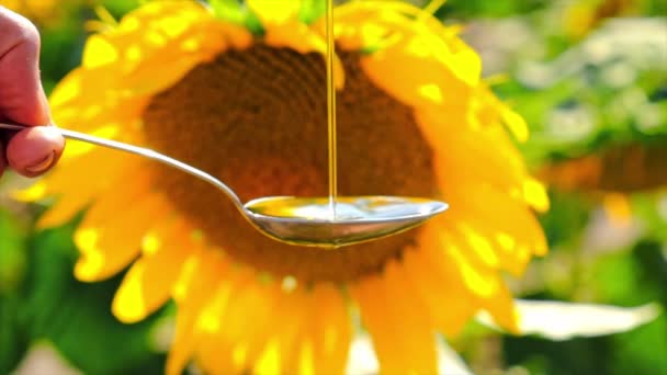 Aceite de girasol en el campo. Enfoque selectivo. — Vídeos de Stock