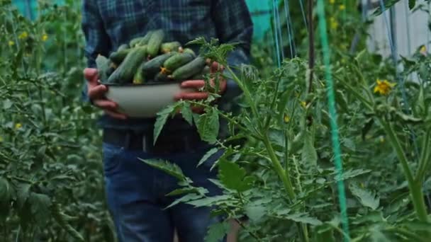 Colheita de pepino nas mãos de um agricultor. Foco seletivo. — Vídeo de Stock