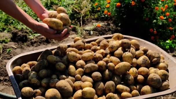 People harvest potatoes in the garden. Selective focus. — Stock Video