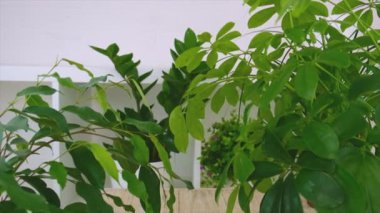 Pencere kenarındaki saksılar güneşte. Seçici odak.