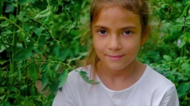 Bir çocuk bahçede domates hasat eder. Seçici odak.