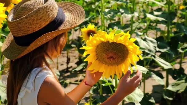 Seorang anak di ladang bunga matahari. Fokus selektif . — Stok Video