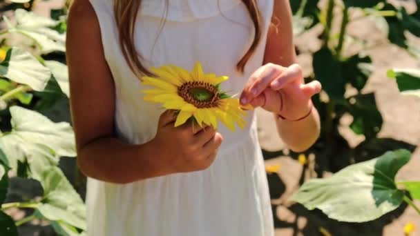 Un niño en un campo de girasoles. Enfoque selectivo . — Vídeos de Stock