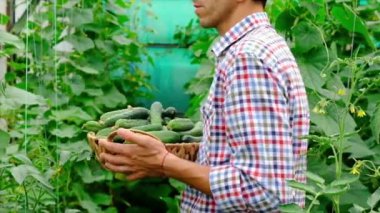 Salatalık hasadı erkek bir çiftçinin ellerinde. Seçici odak.