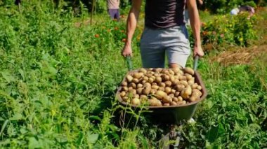 İnsanlar bahçede patates hasat ediyorlar. Seçici odak.