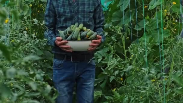 Colheita de pepino nas mãos de um agricultor. Foco seletivo. — Vídeo de Stock