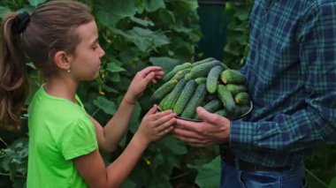 Bir çocuk ve bir adamın ellerinde salatalık hasat et. Seçici odak.